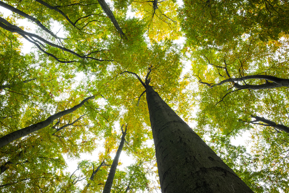 forest environmental considerations for municipal bonds